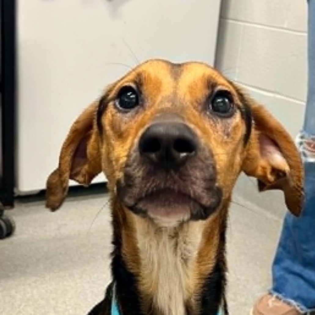 Enlarge Romy, a Adoptable Mixed Breed in Moundsville, WV image 1/1