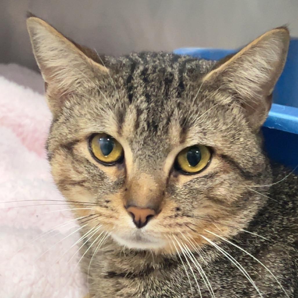 Enlarge Bishop, a Adoptable Domestic Short Hair in Fairmont, WV image 1/1