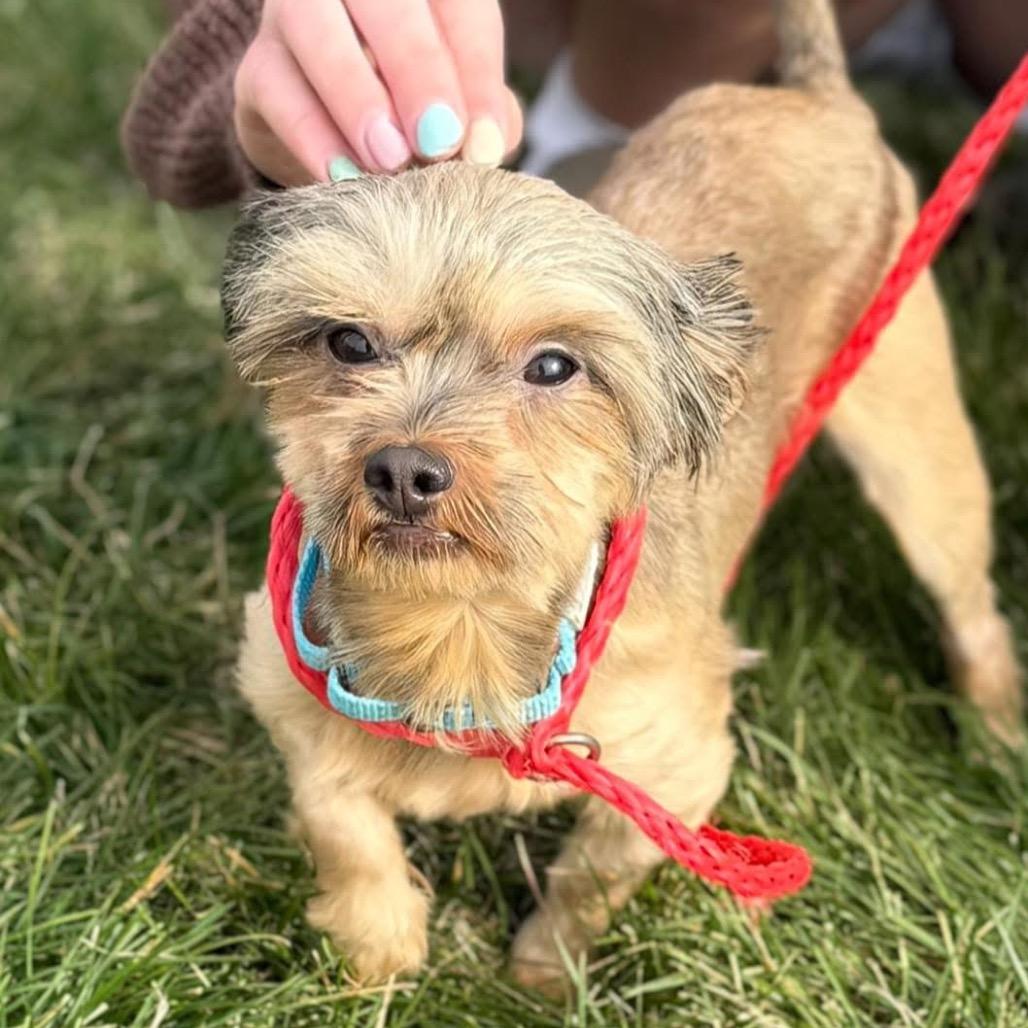 Enlarge Rascal (Bonded w/Turbo), a Adoptable mixed breed in Hudson, IL image 2/3