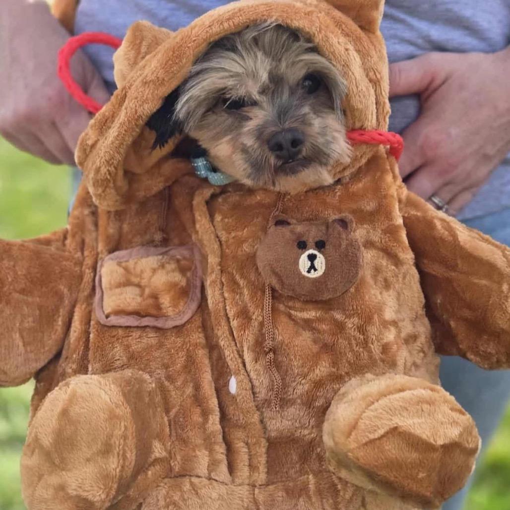 Rascal (Bonded w/Turbo), a Adoptable mixed breed in Hudson, IL image 3/3