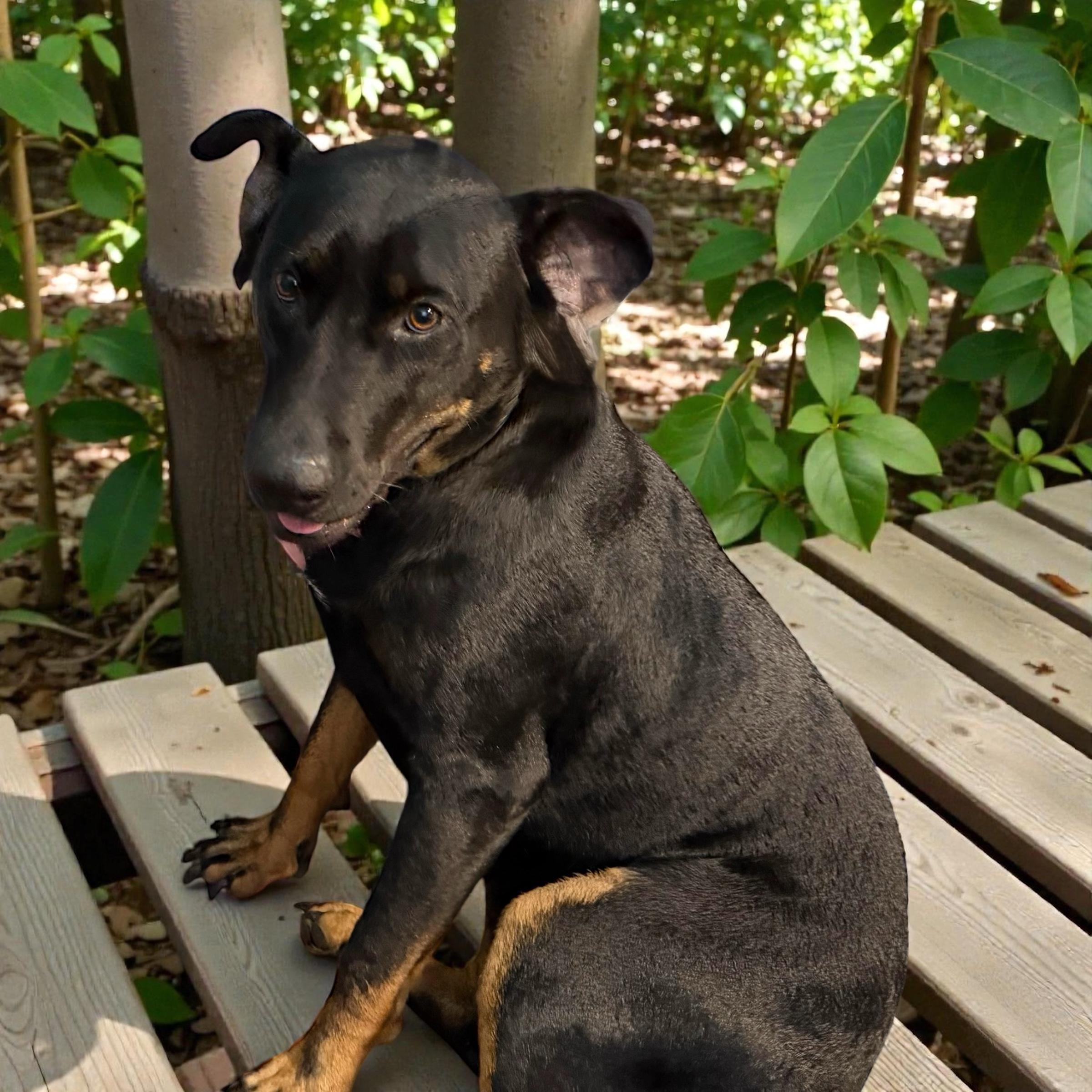 Baby, Adoptable, Young Female Doberman Pinscher & German Shepherd Dog.