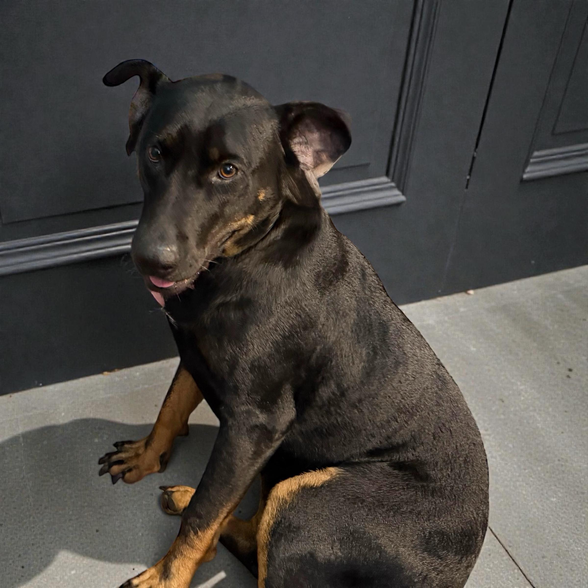 Enlarge Baby, a Adoptable mixed breed in Cypress, TX image 2/3