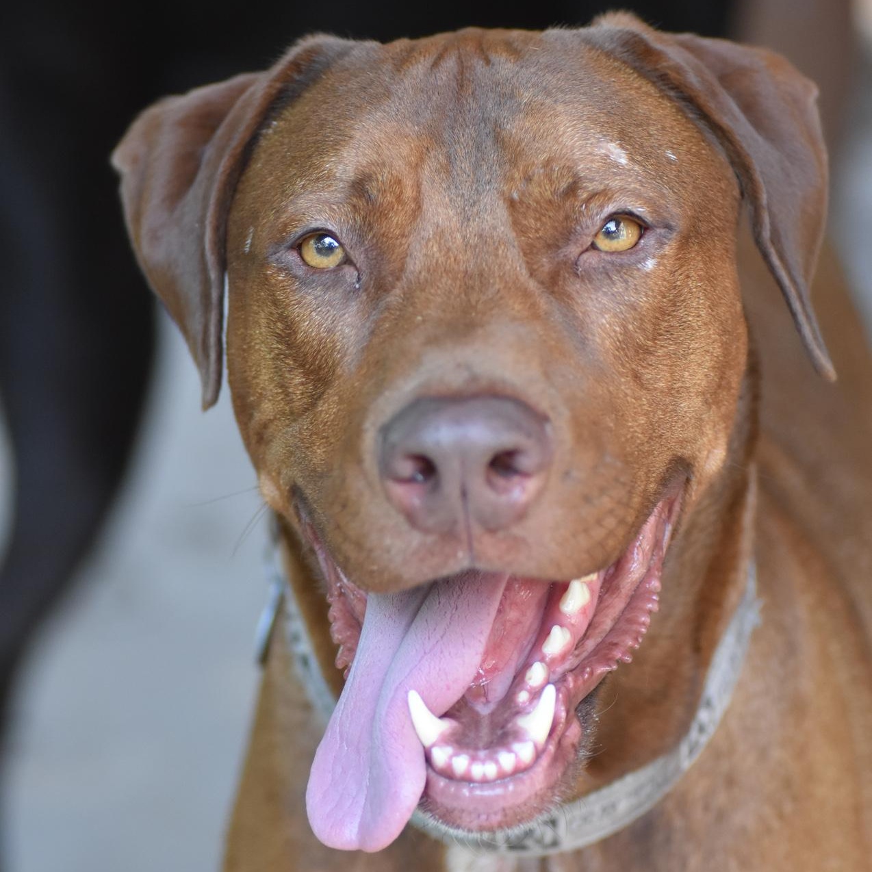 Phoenix, a Adoptable mixed breed in Georgetown, TX image 1/5