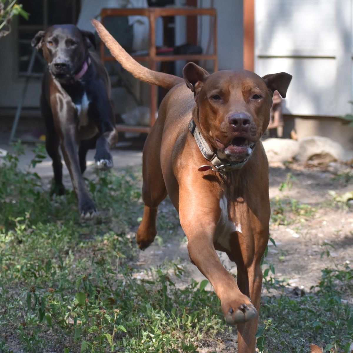 Phoenix, a Adoptable mixed breed in Georgetown, TX image 2/5