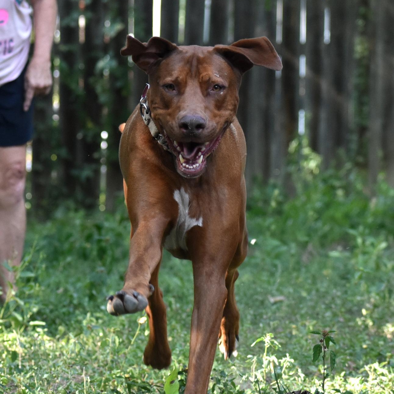 Phoenix, a Adoptable mixed breed in Georgetown, TX image 3/5