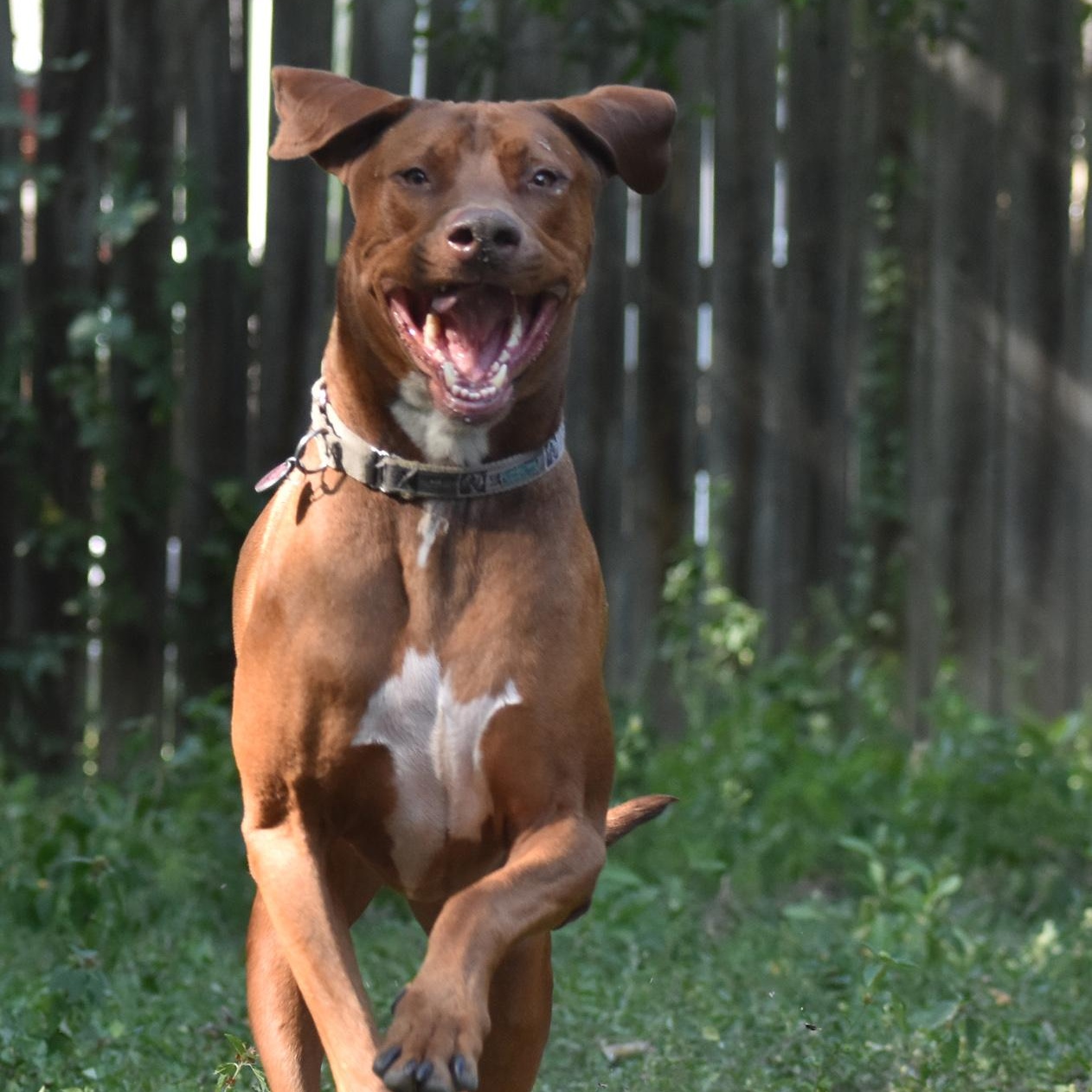 Phoenix, a Adoptable mixed breed in Georgetown, TX image 4/5
