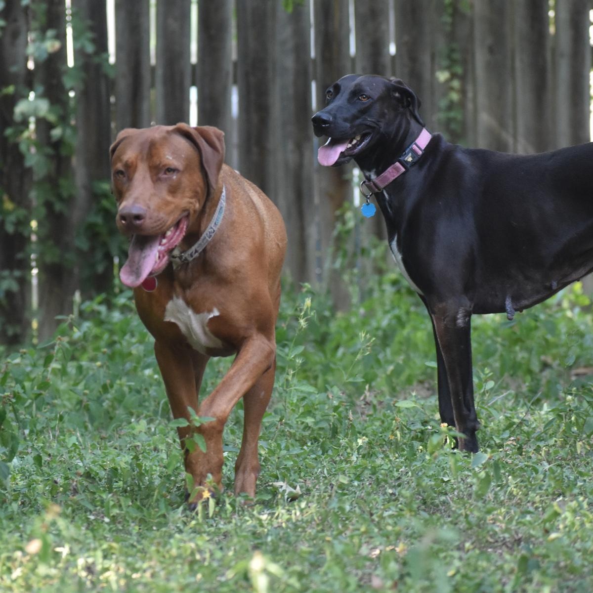 Phoenix, a Adoptable mixed breed in Georgetown, TX image 5/5
