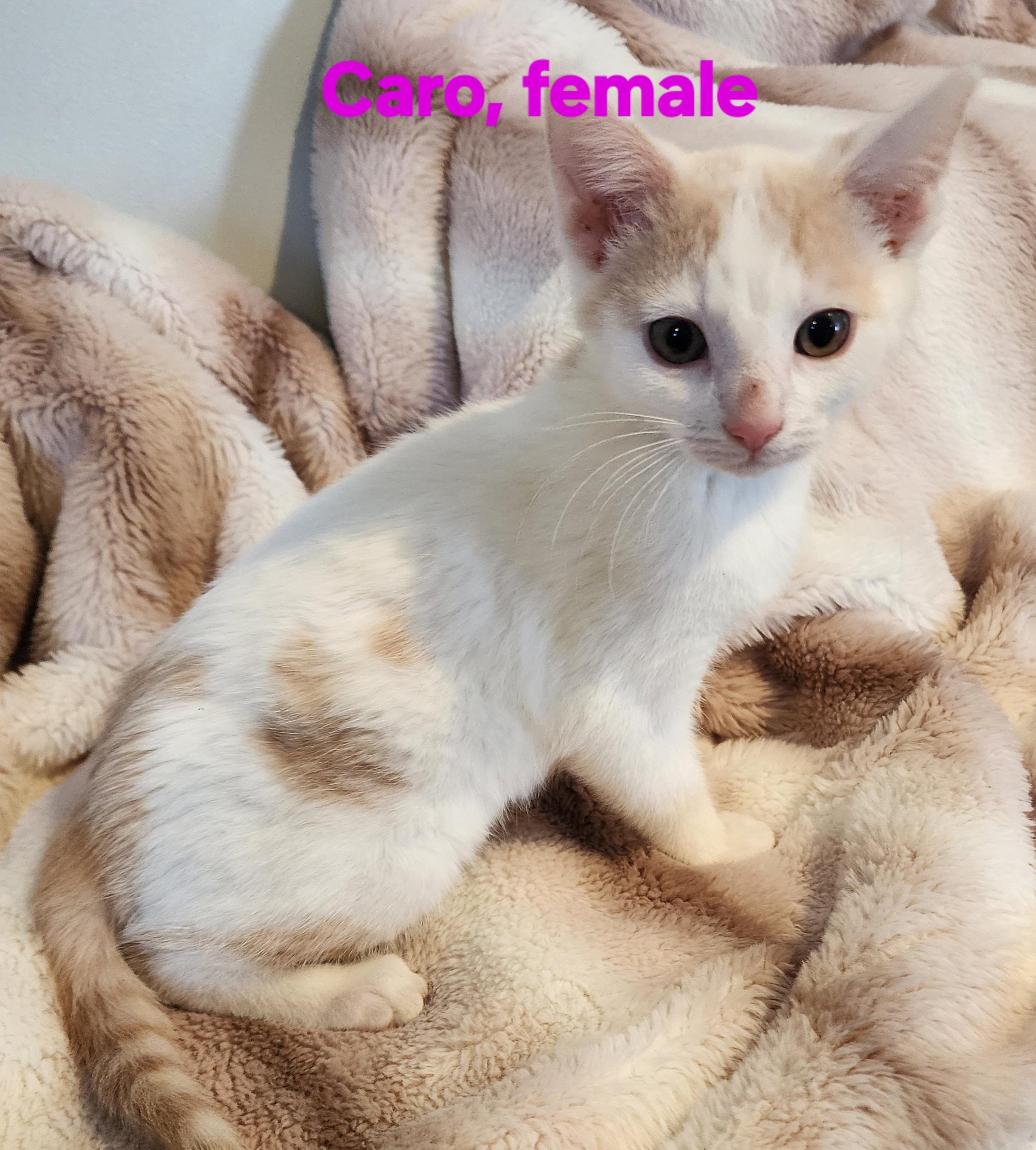 Enlarge Caro, an adopted Domestic Short Hair in Houghton Lake, MI image 1/1