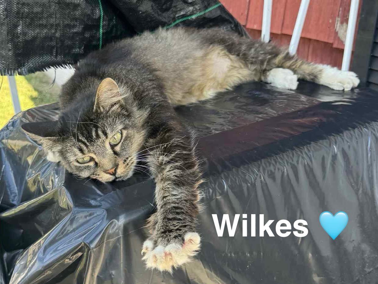 Enlarge Wilkes, a Adoptable mixed breed in Beckley, WV image 1/1
