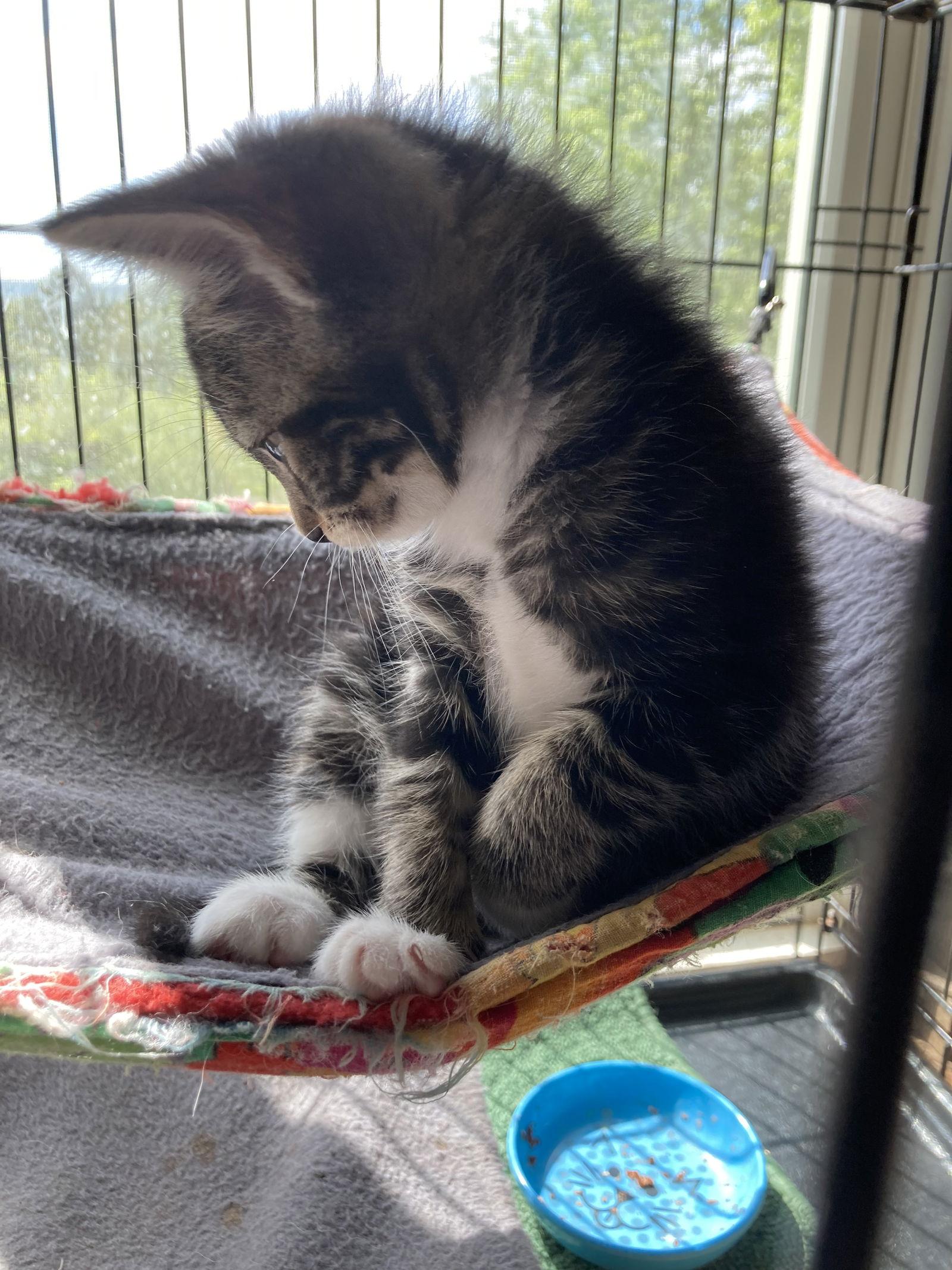 Enlarge Gemini, a Adoptable Domestic Short Hair in Trexlertown, PA image 2/3