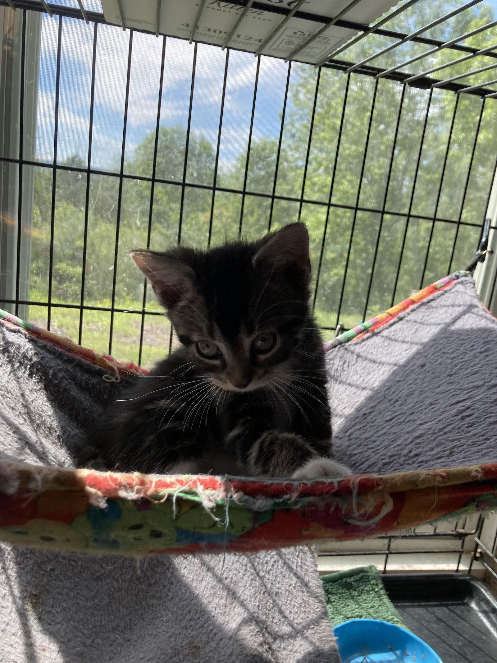 Gemini, a Adoptable Domestic Short Hair in Trexlertown, PA image 2/3