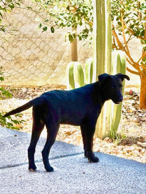 Enlarge Tiny, an adoptable mixed breed in Austin, TX image 5/6