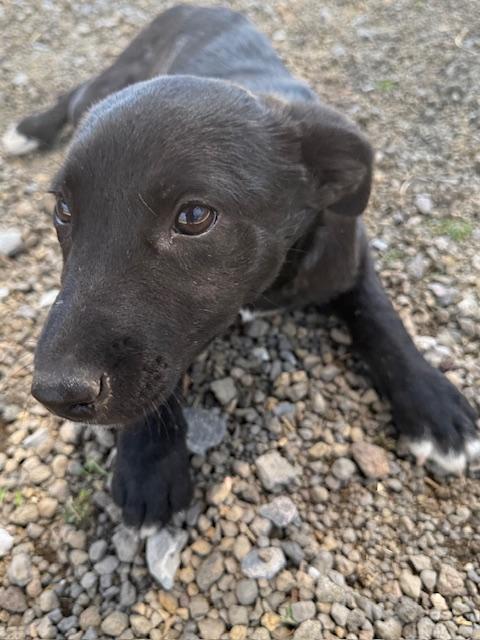 Enlarge Tiny, an adoptable mixed breed in Austin, TX image 2/6