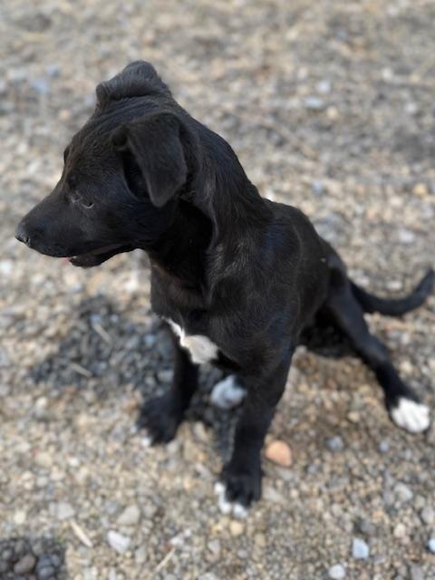 Enlarge Tiny, an adoptable mixed breed in Austin, TX image 4/6