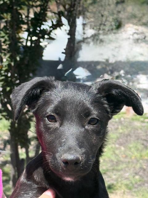 Enlarge Tiny, an adoptable mixed breed in Austin, TX image 6/6