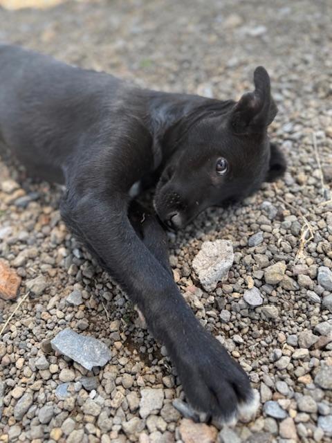 Enlarge Tiny, an adoptable mixed breed in Austin, TX image 3/6