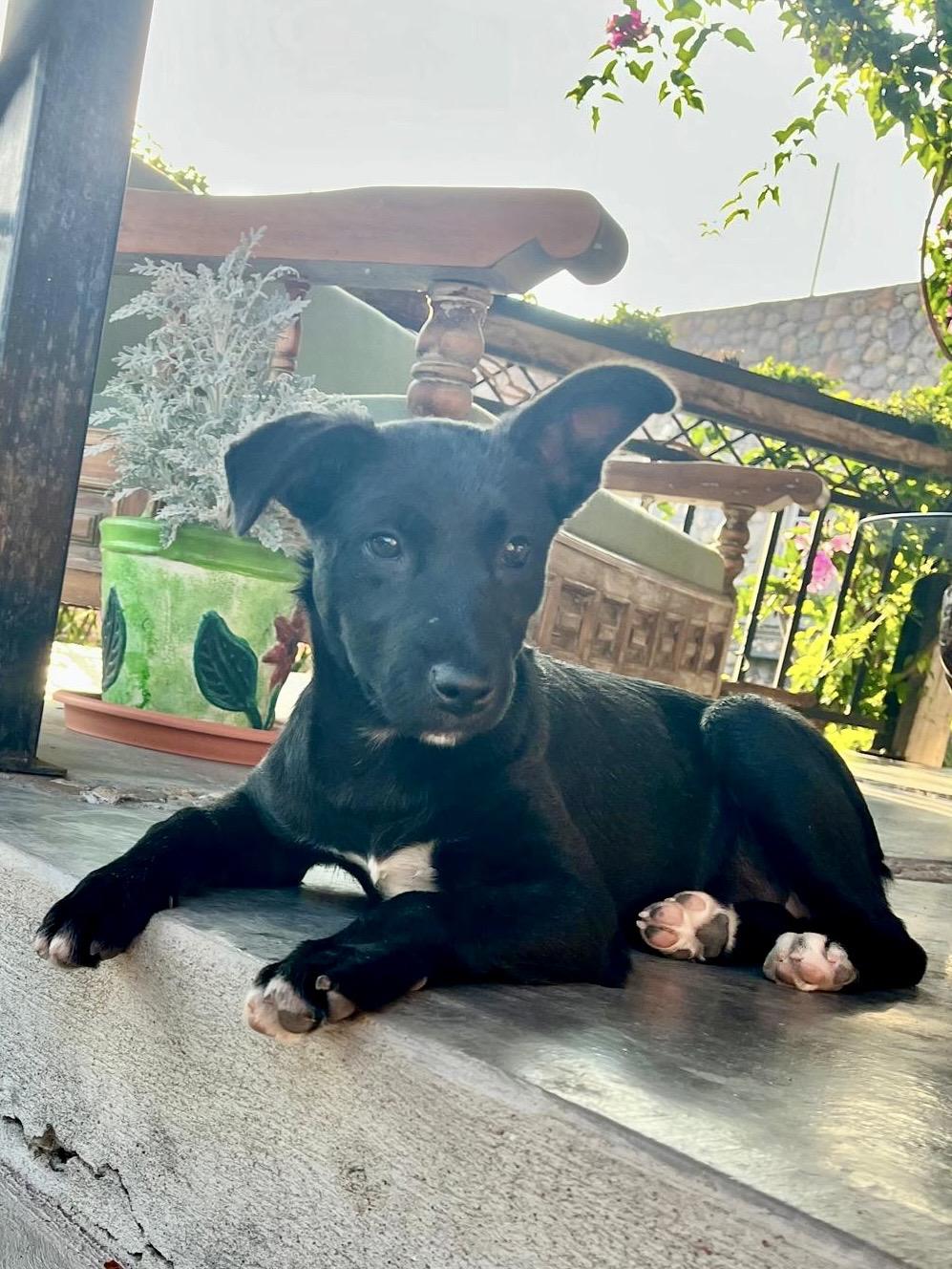 Tiny, adoptable, Puppy Female Australian Shepherd.