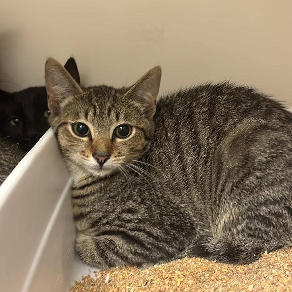 Noelle, Adoptable, Young Female Domestic Short Hair.