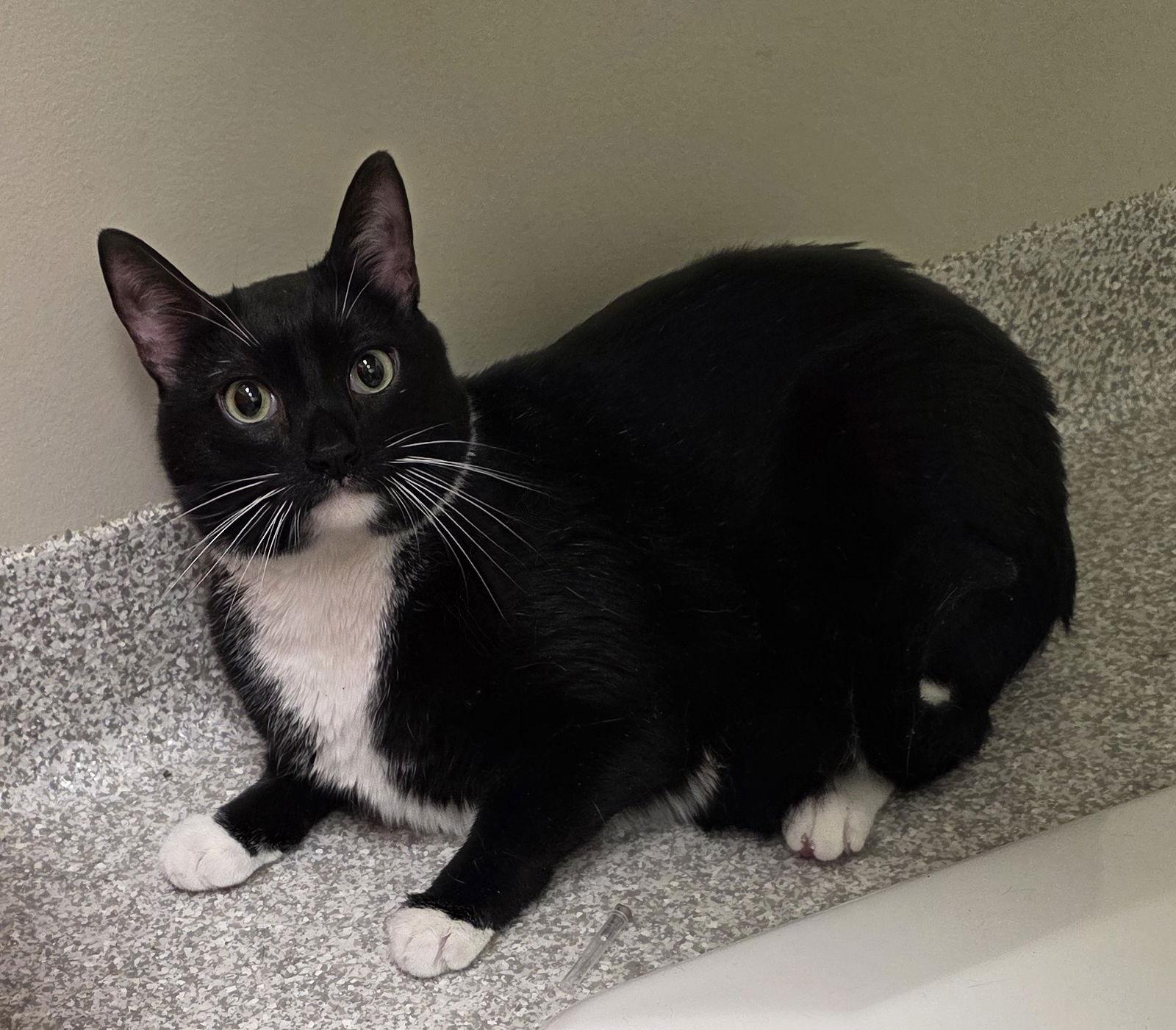 Whiskers, Adoptable, Adult Male Domestic Short Hair.