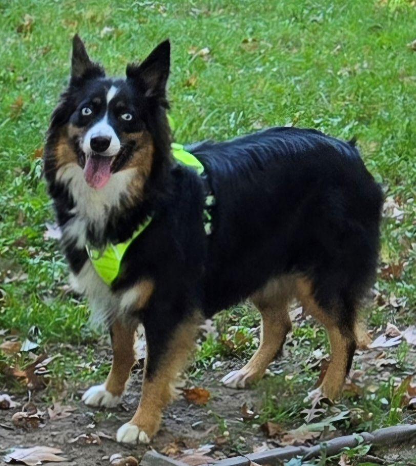 Enlarge 1192 Roxie, a Adoptable Australian Shepherd in Ringwood, IL image 1/6