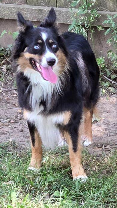 Enlarge 1192 Roxie, a Adoptable Australian Shepherd in Ringwood, IL image 2/6