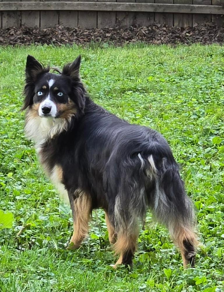 Enlarge 1192 Roxie, a Adoptable Australian Shepherd in Ringwood, IL image 3/6