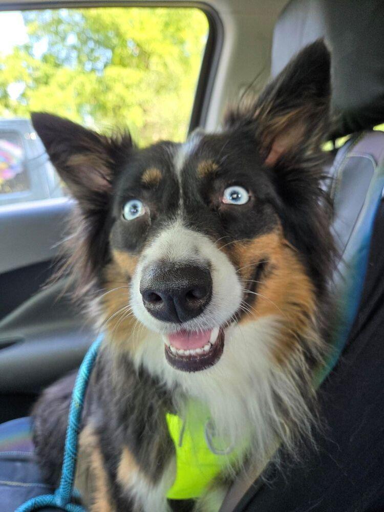 Enlarge 1192 Roxie, a Adoptable Australian Shepherd in Ringwood, IL image 4/6
