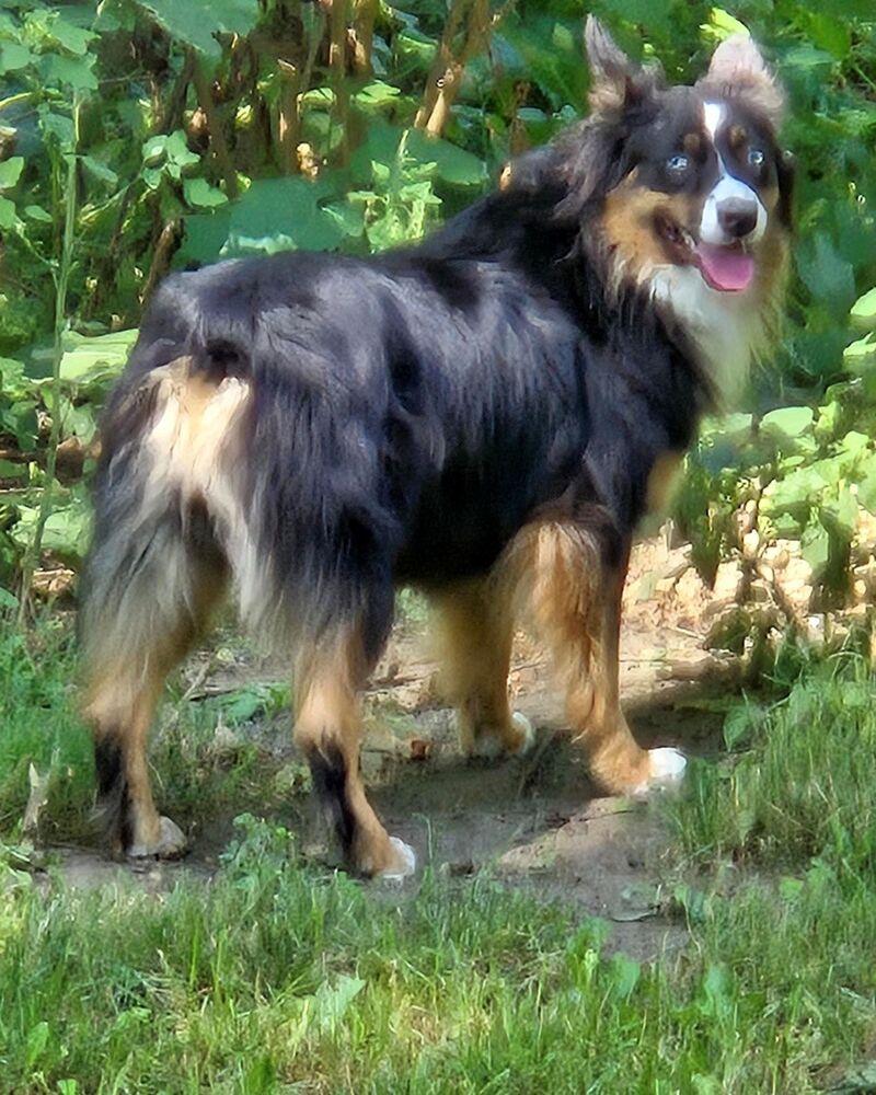 Enlarge 1192 Roxie, a Adoptable Australian Shepherd in Ringwood, IL image 6/6