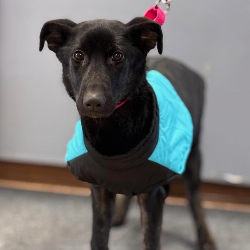 Hope, adopted, Puppy Female German Shepherd Dog.