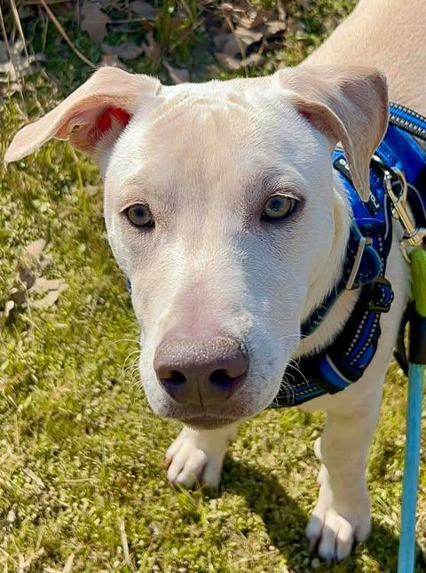Enlarge Scout, an adopted mixed breed in Austin , TX image 4/6
