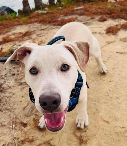 Enlarge Scout, an adopted mixed breed in Austin , TX image 3/6