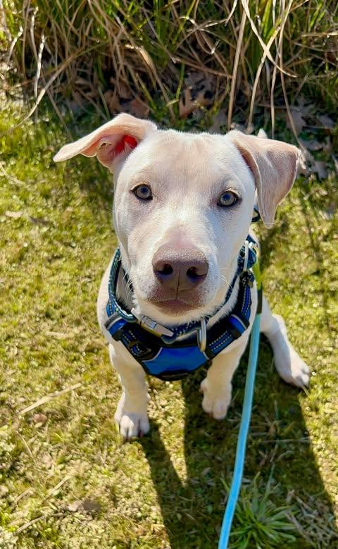 Scout, adopted, Puppy Male Labrador Retriever.