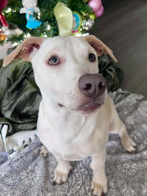 Enlarge Scout, an adopted mixed breed in Austin , TX image 2/6