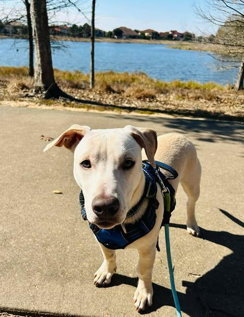Enlarge Scout, an adopted mixed breed in Austin , TX image 5/6