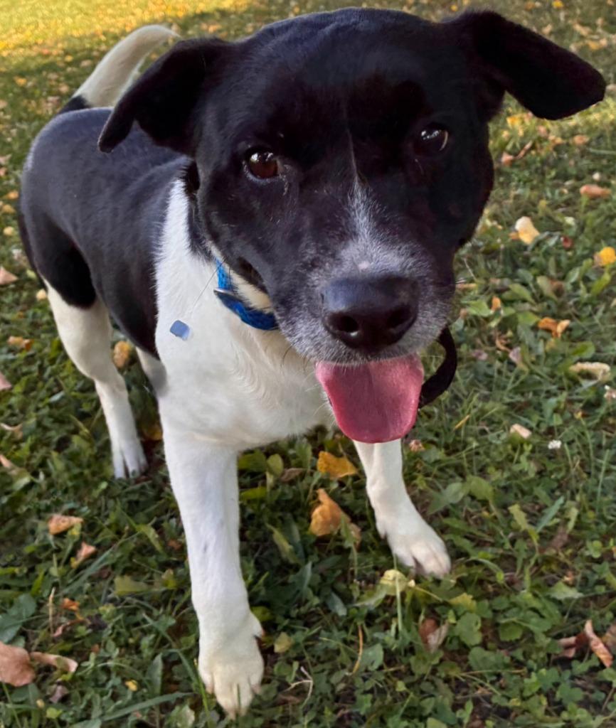 COYOTE, Adoptable, Adult Male Retriever & Beagle.