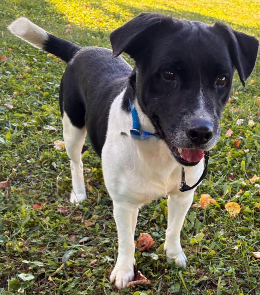 Enlarge COYOTE, a Adoptable mixed breed in Sandusky, OH image 2/2