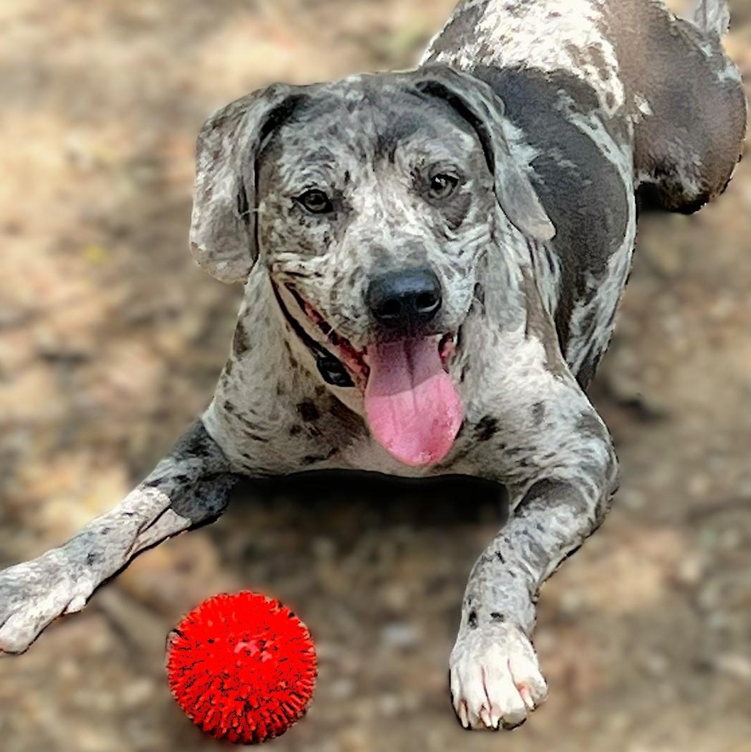 Enlarge Ryder, a Adoptable mixed breed in Godley, TX image 1/6