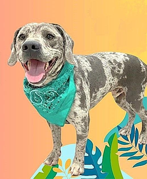Ryder, a ADOPTABLE mixed breed in Godley, TX image 6/6
