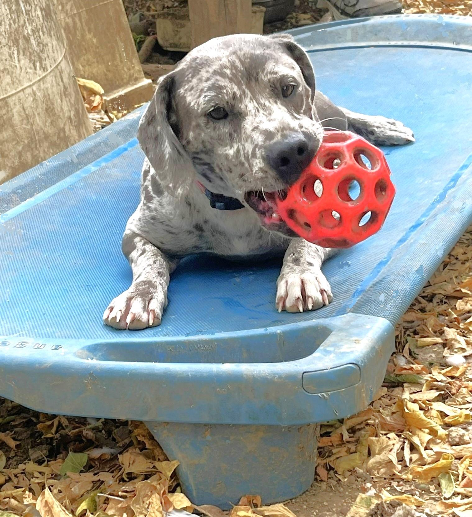 Enlarge Ryder, a Adoptable mixed breed in Godley, TX image 4/6