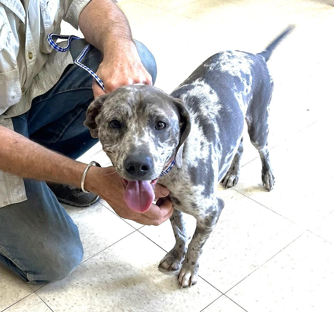 Ryder, a ADOPTABLE mixed breed in Godley, TX image 6/6