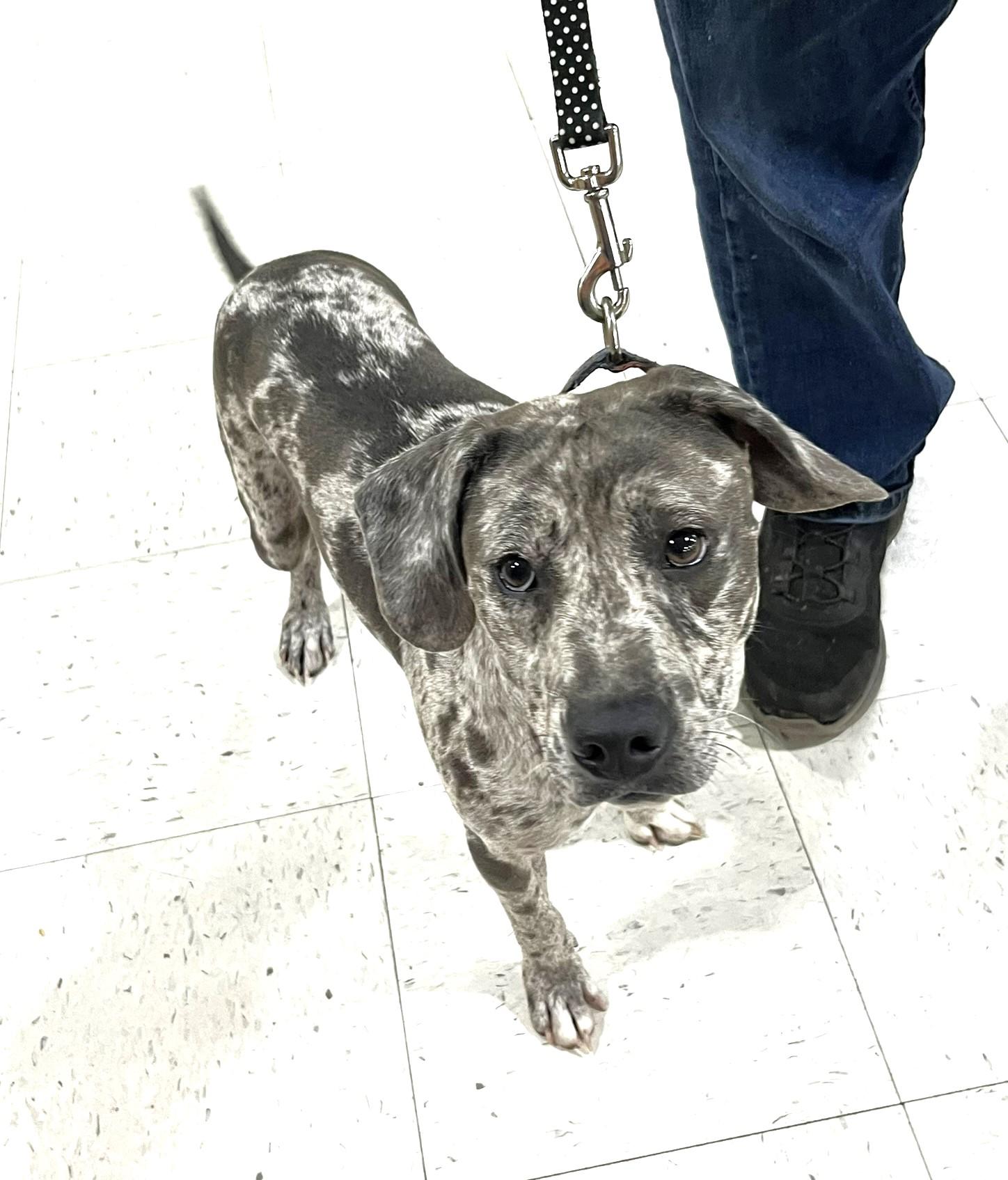 Enlarge Ryder, a Adoptable mixed breed in Godley, TX image 2/6
