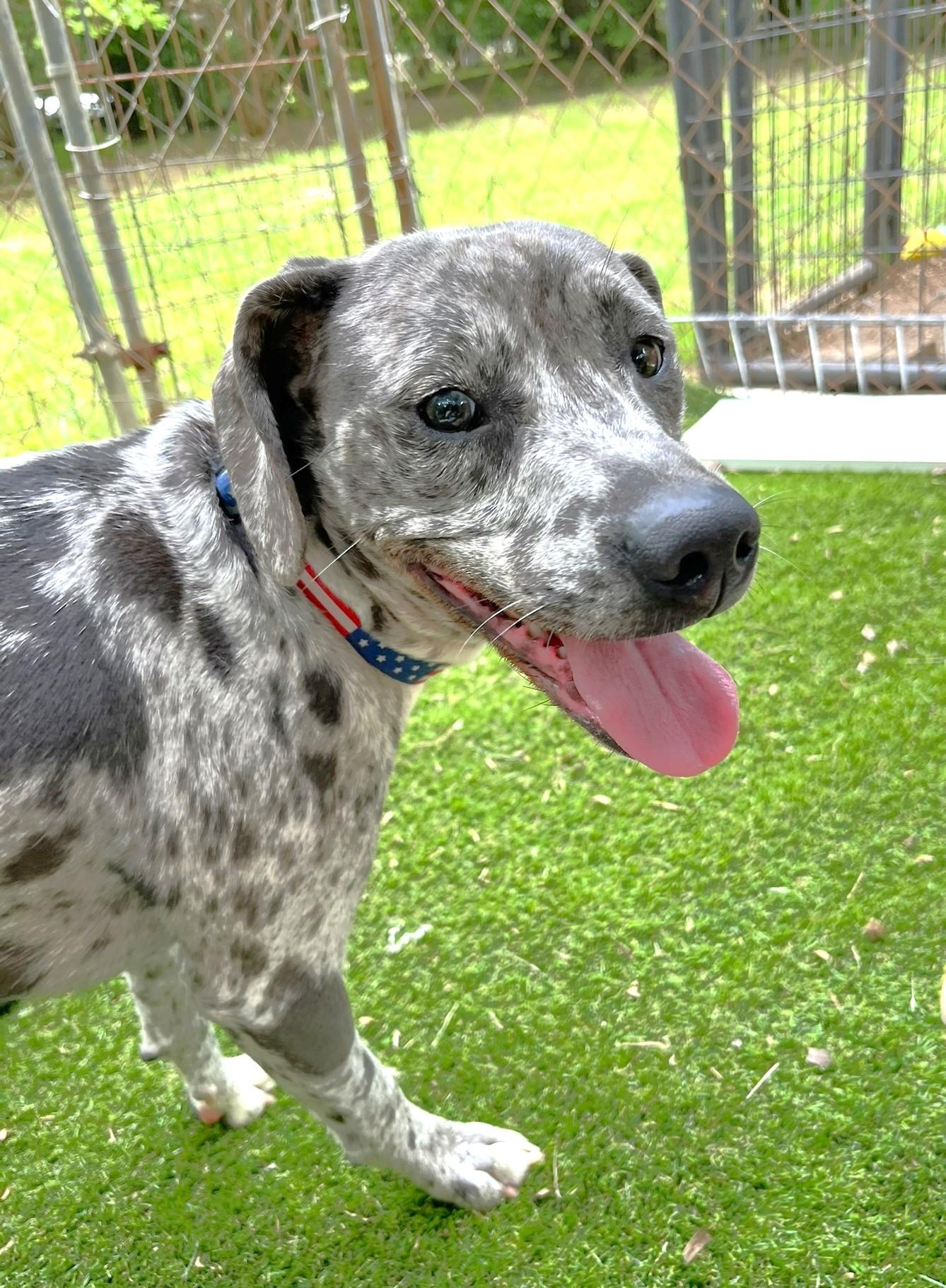 Ryder, a ADOPTABLE mixed breed in Godley, TX image 2/6