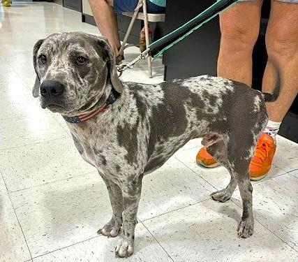 Enlarge Ryder, a Adoptable mixed breed in Godley, TX image 2/6