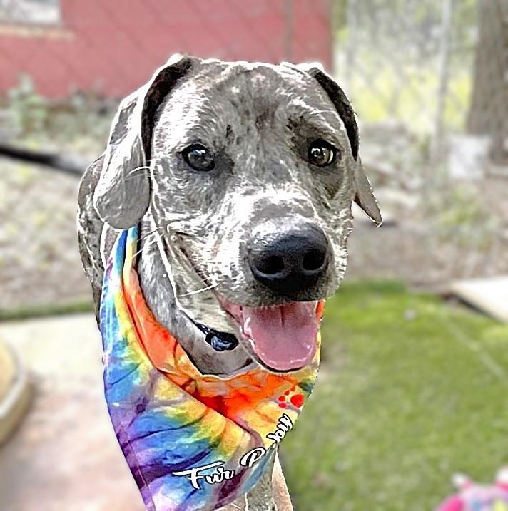Ryder, a ADOPTABLE mixed breed in Godley, TX image 1/6