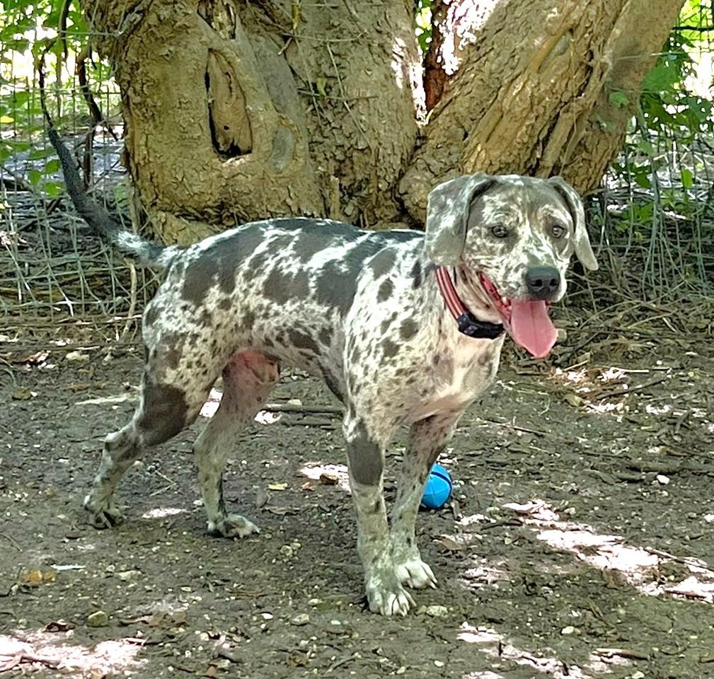 Enlarge Ryder, a Adoptable mixed breed in Godley, TX image 6/6