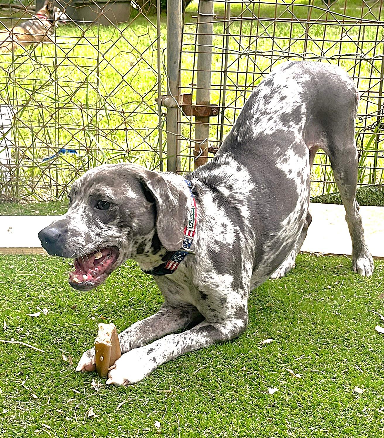 Ryder, a ADOPTABLE mixed breed in Godley, TX image 3/6