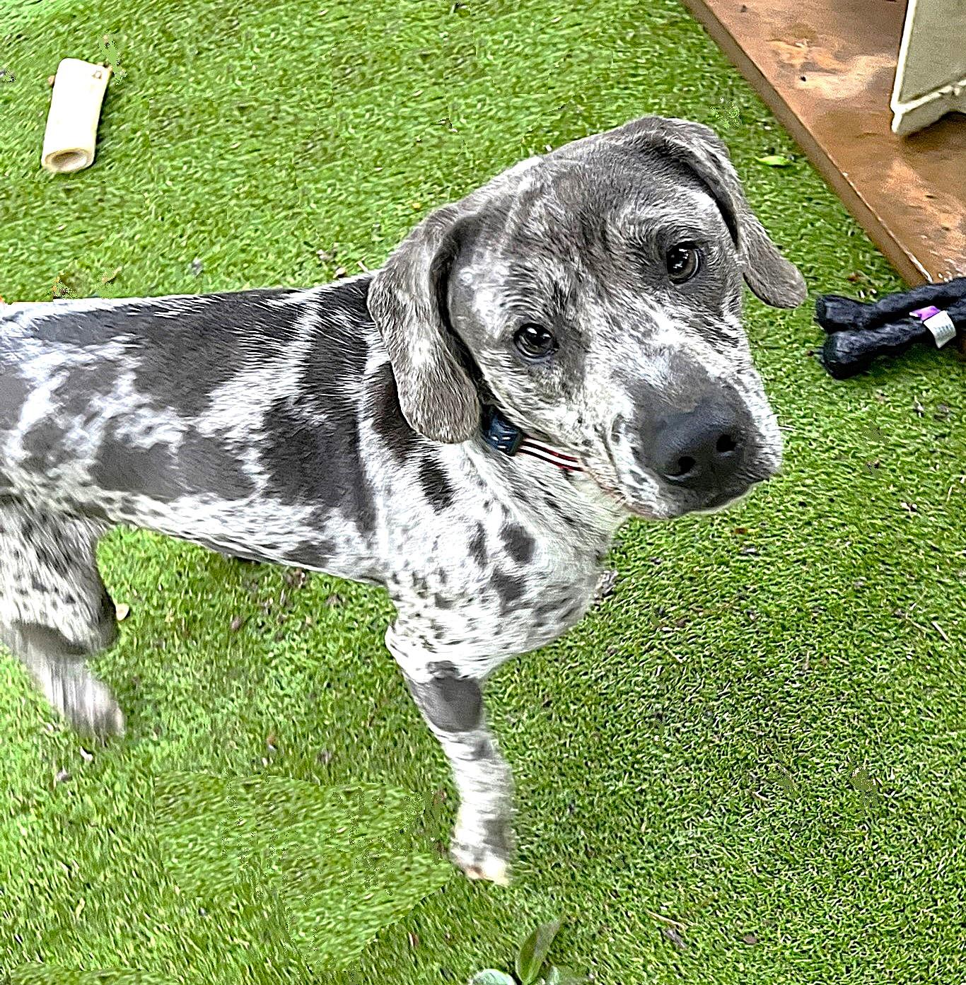 Ryder, a ADOPTABLE mixed breed in Godley, TX image 5/6