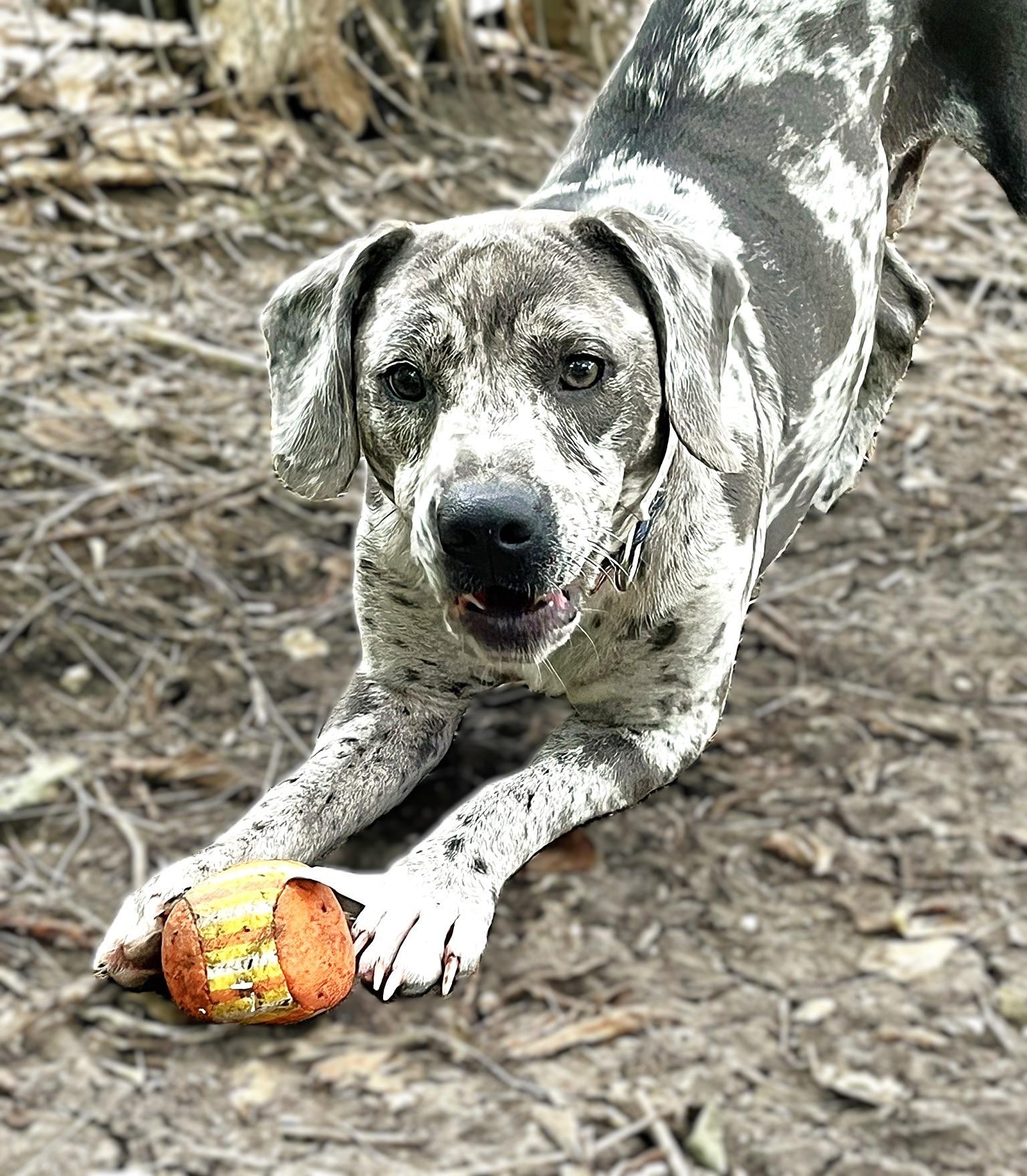 Enlarge Ryder, a Adoptable mixed breed in Godley, TX image 3/6