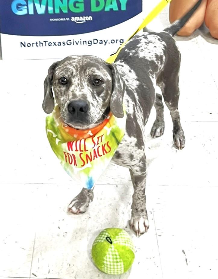 Enlarge Ryder, a Adoptable mixed breed in Godley, TX image 5/6