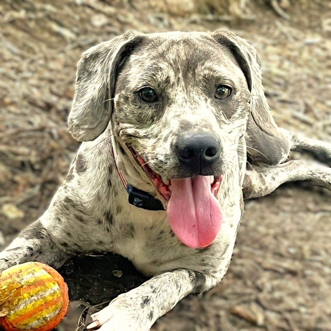 Ryder, Adoptable, Young Male Catahoula Leopard Dog.